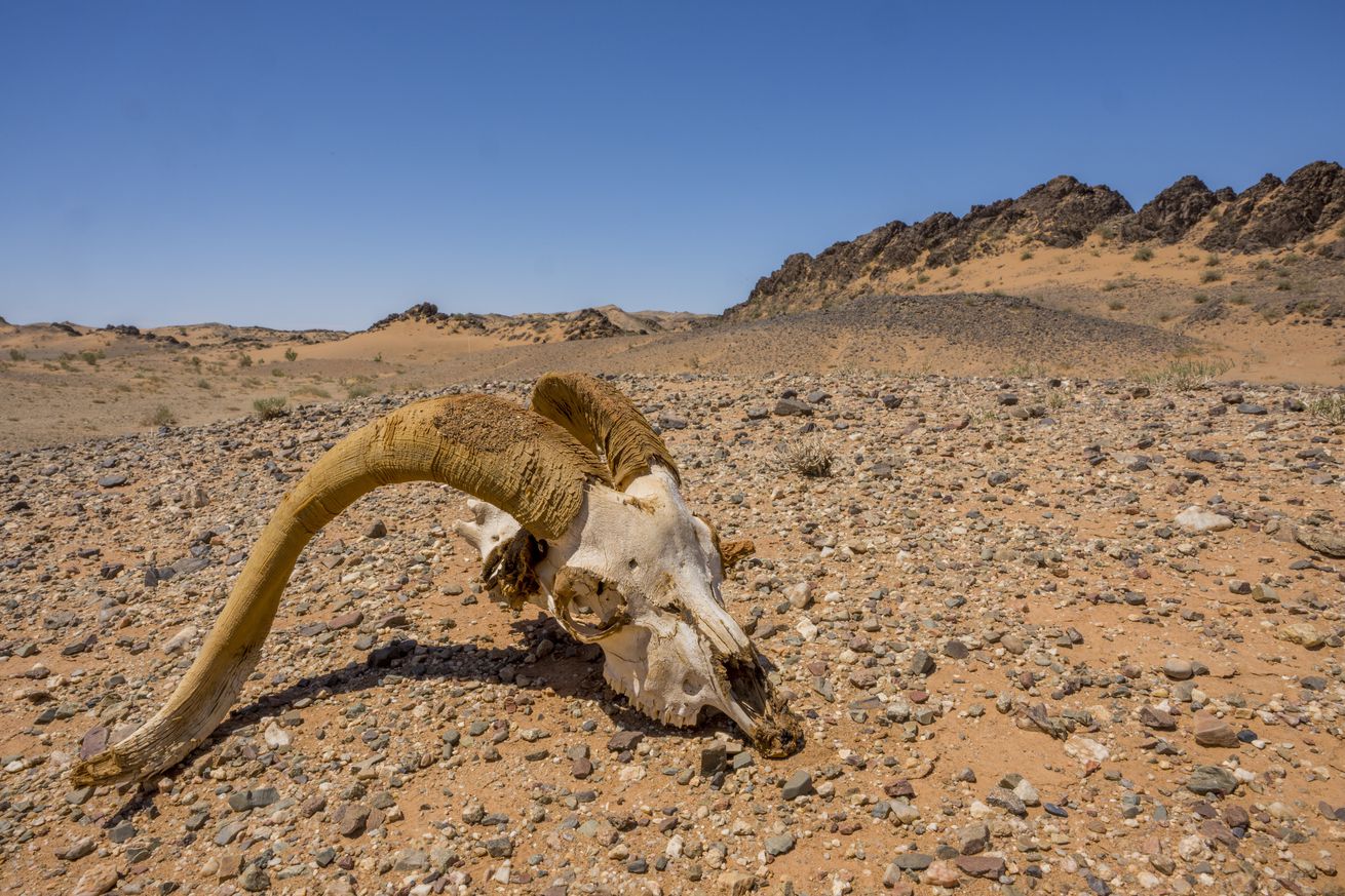 A ram skull in the dry, rocky landscape of the Gobi Desert...